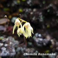 Bulbophyllum trimenii (Hook.f.) J.J.Sm.